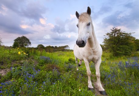 Wild paard - foto: Nico van Kappel