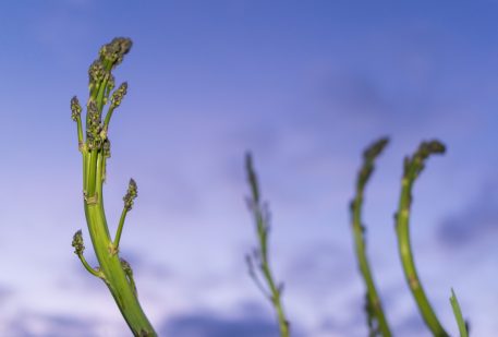 Wilde asperge - foto: Nico van Kappel