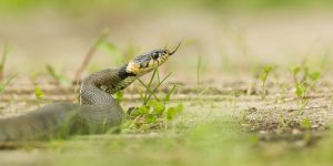 Ringslang op zoek naar prooi - foto: Gert Gelmers