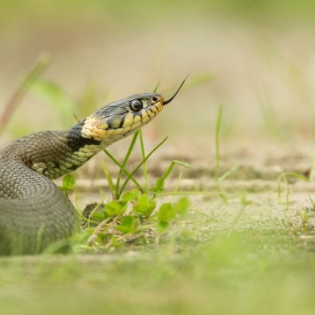 Ringslang op zoek naar prooi - foto: Gert Gelmers